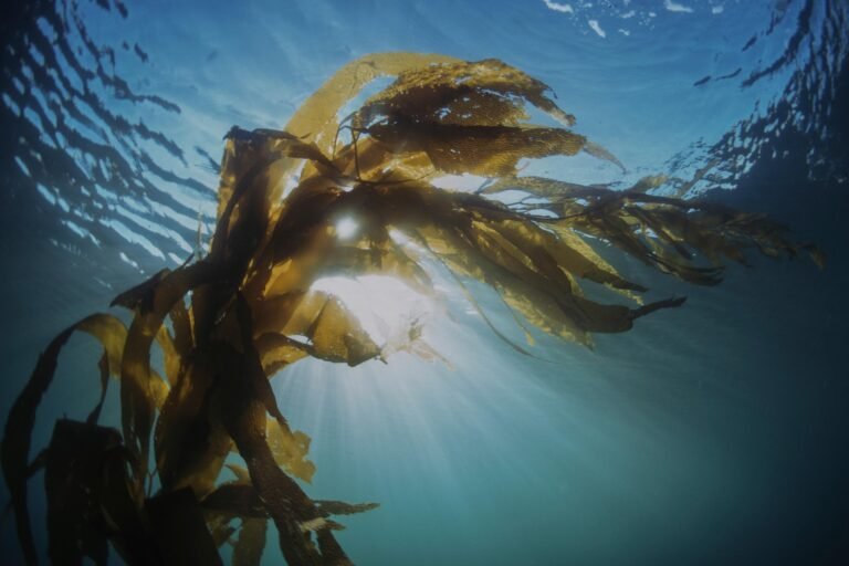 marine polysaccharides skincare hydration